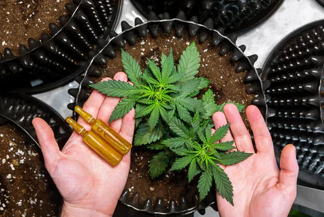Indica, Sativa, Hybrid: What’s the Real Difference?