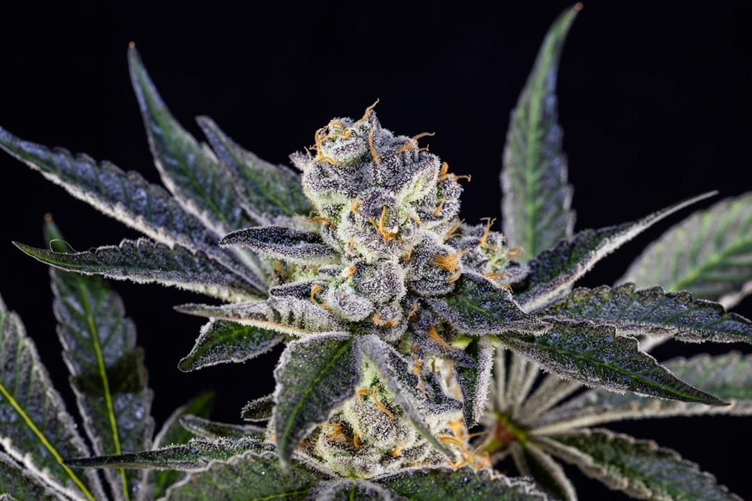 The A to Z of THCa: What It Is, What It Does, and Where It Stands Legally