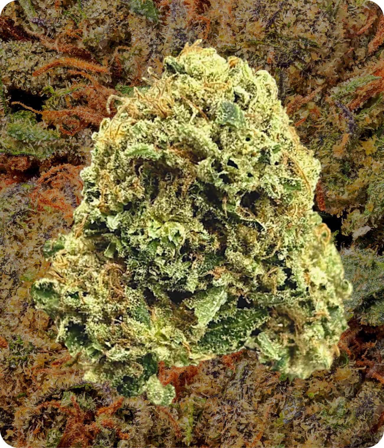 THCa Flower Shipped to You | Sativa, Indica & Hybrid Strains