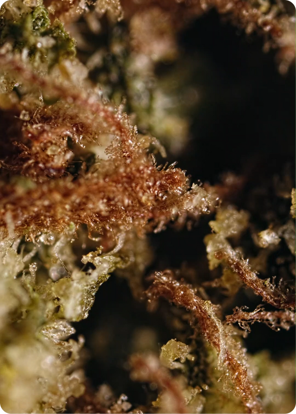Lab-Tested, High-Quality THC Products