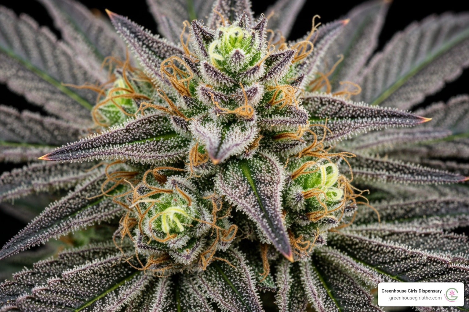 Frosty, Loud, and Legal: Your Guide to the Best THCA Strains