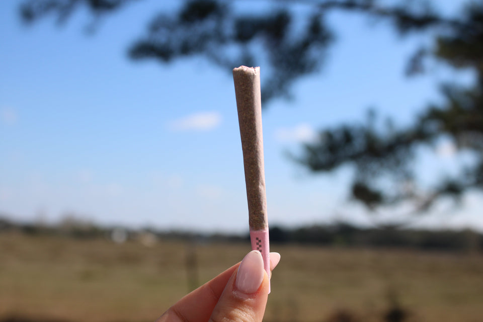 What’s the Difference Between Indica, Sativa & Hybrid?