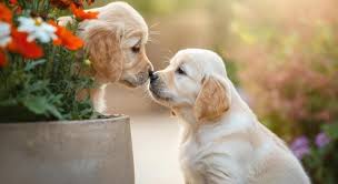 CBD for Dogs: What Pet Owners Need to Know (And What the Research Actually Says)