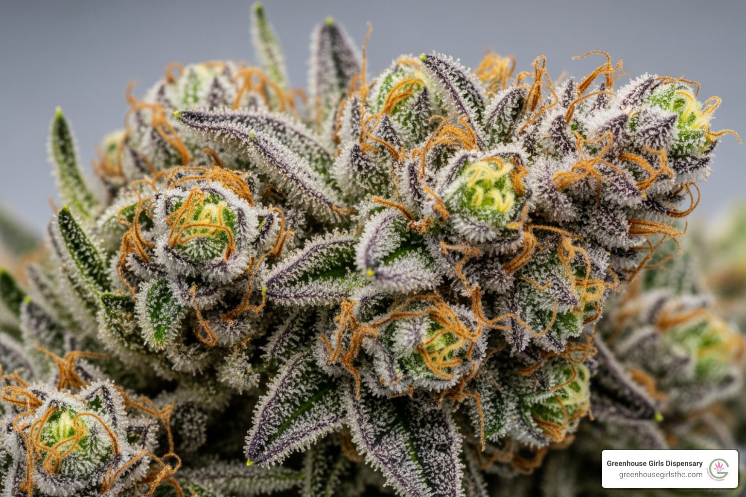 THCA Flower: Unveiling the Top-Shelf Selections