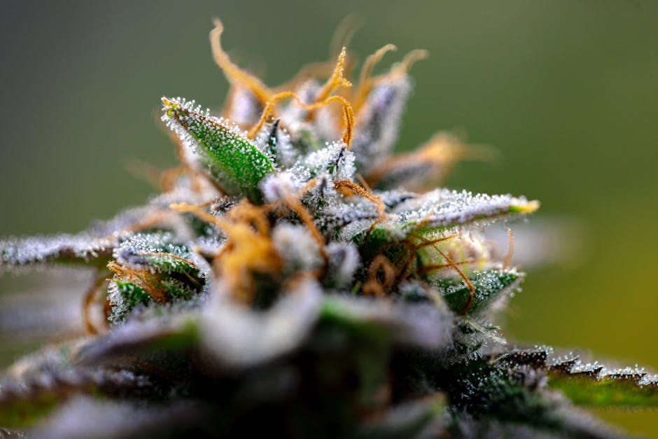 Shop Smart: How to Buy Premium Hemp THCa Flower