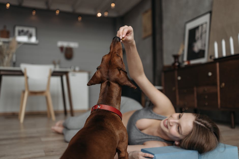 Beef Up Your Pet's Wellness: A Guide to 30-Count CBD Treats