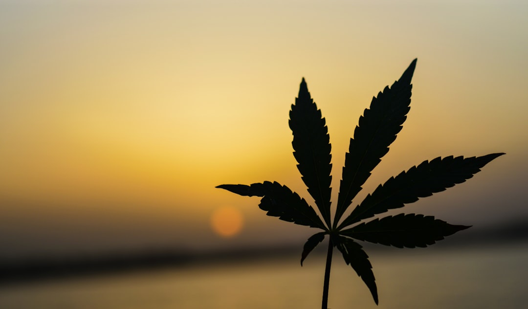 The Green Light: Understanding Legal Recreational Cannabis Across the Globe