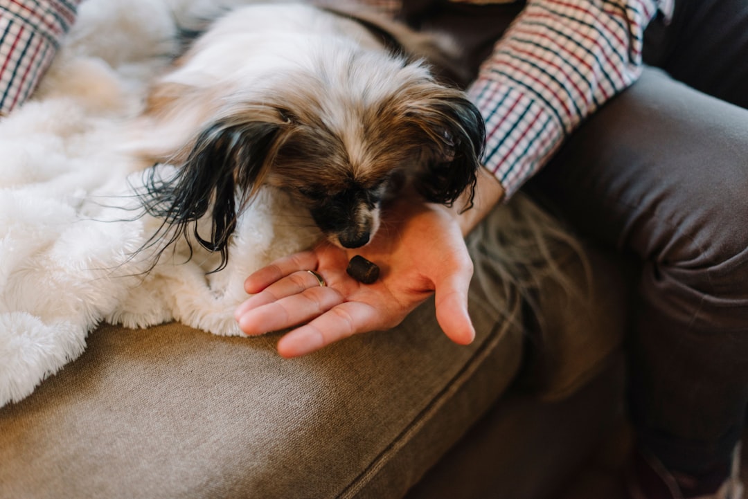 CBD Pet Treats: A Guide to 5mg and 150mg Dosages for Your Best Friend