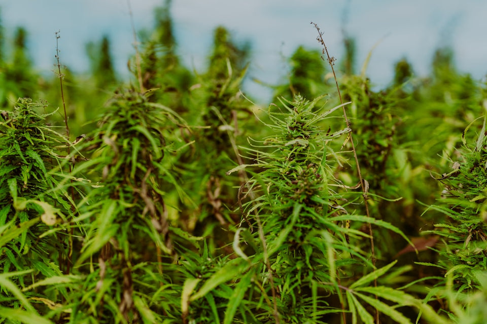 The Green Gold: Why Hemp is a Sustainable Crop