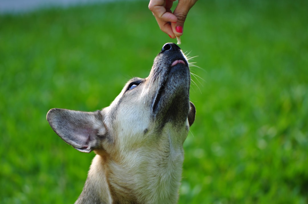 Get Your Paws on CBD Dog Treats: Local Stores & Delivery Options