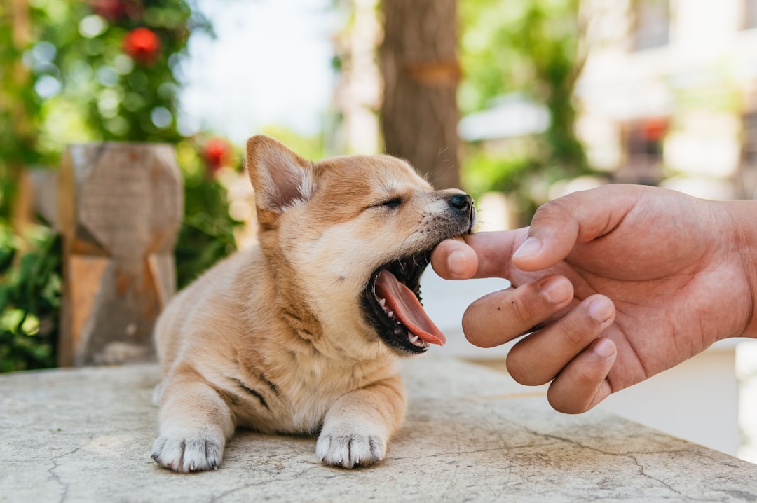 Find the Best Calming Chews for Your Anxious Pup