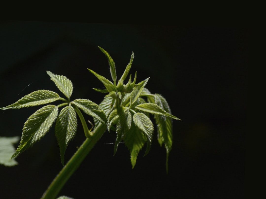 From Field to Flower: Everything You Need to Know About Outdoor THCa