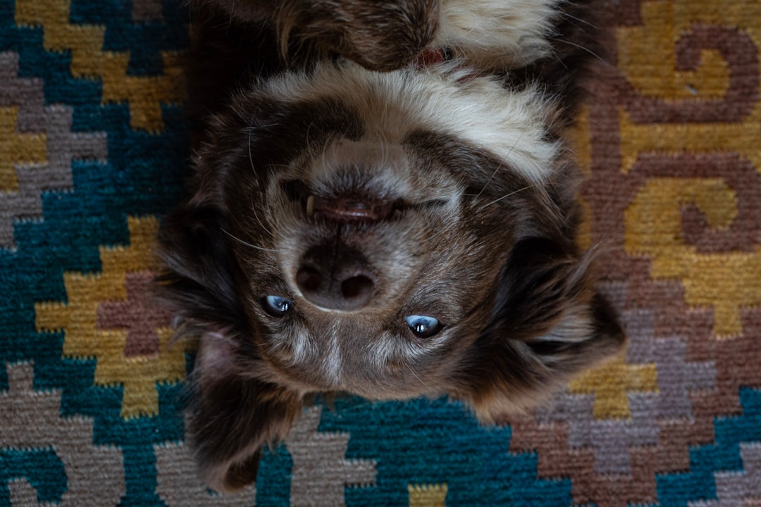 What Are CBD Pet Treats? Your Guide to Calming Chews and Canine Comfort