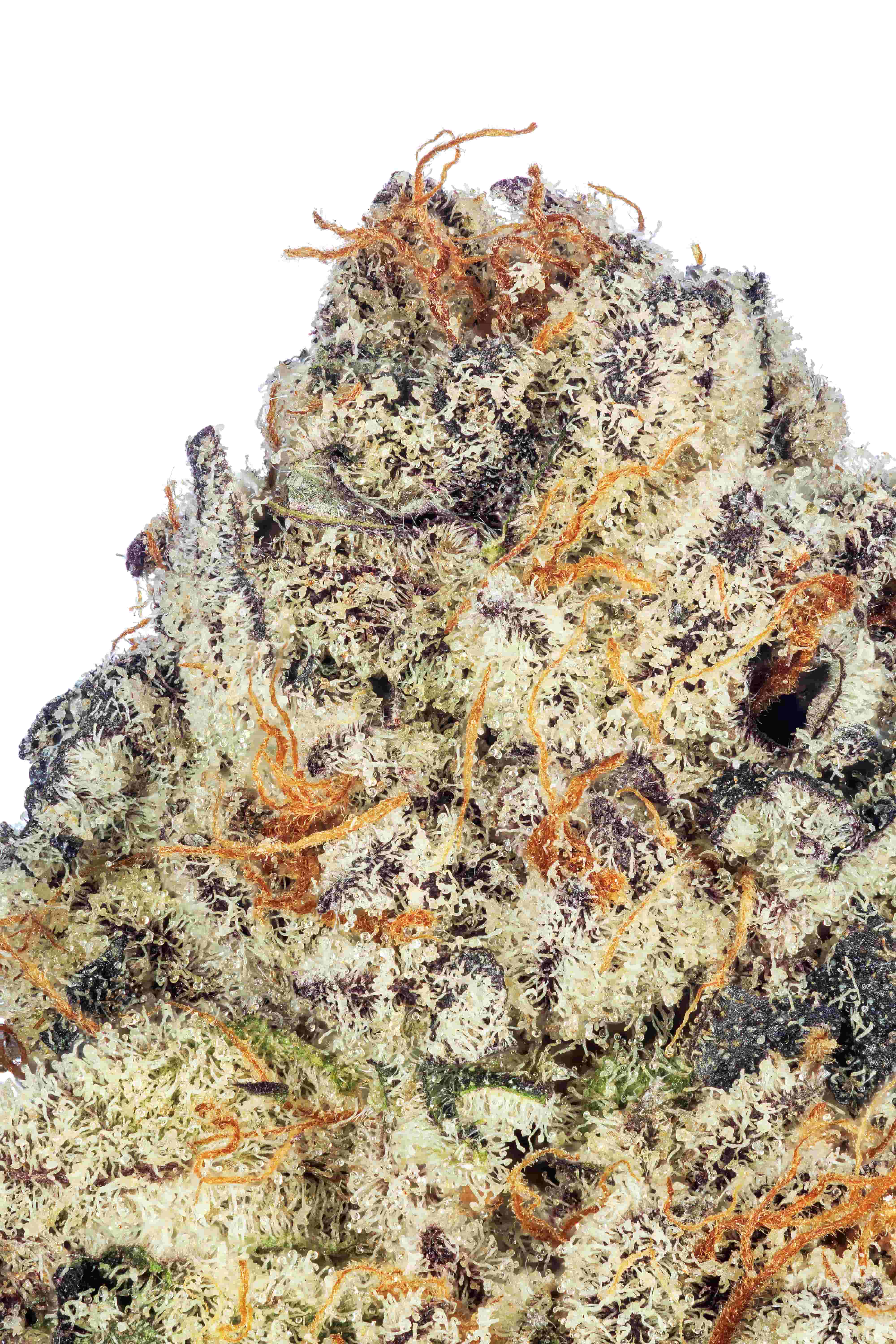 THCa flower up close smokey haze strain