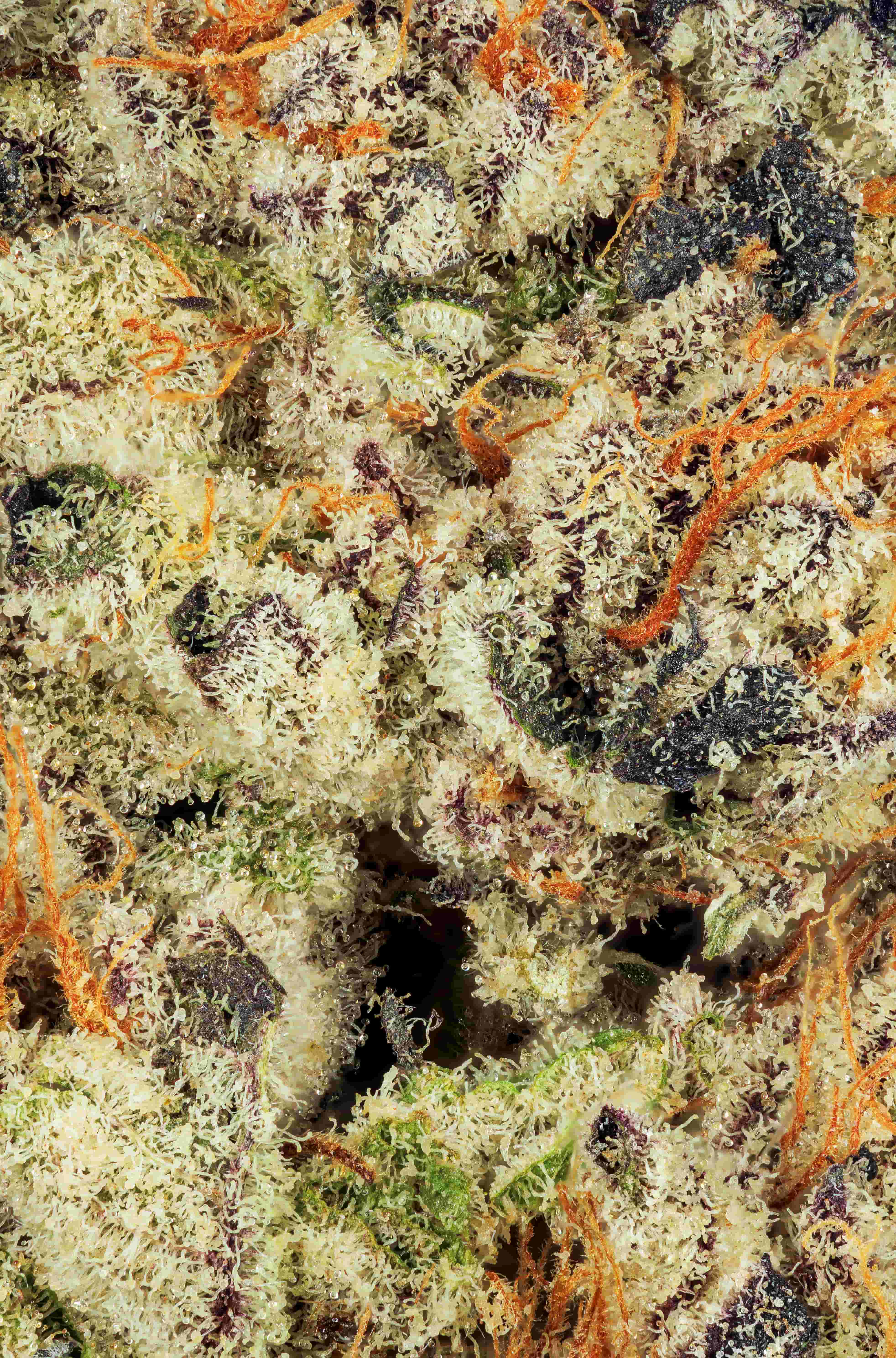 Is THCa the Same as Weed? The Truth About Hemp Flower vs. Marijuana