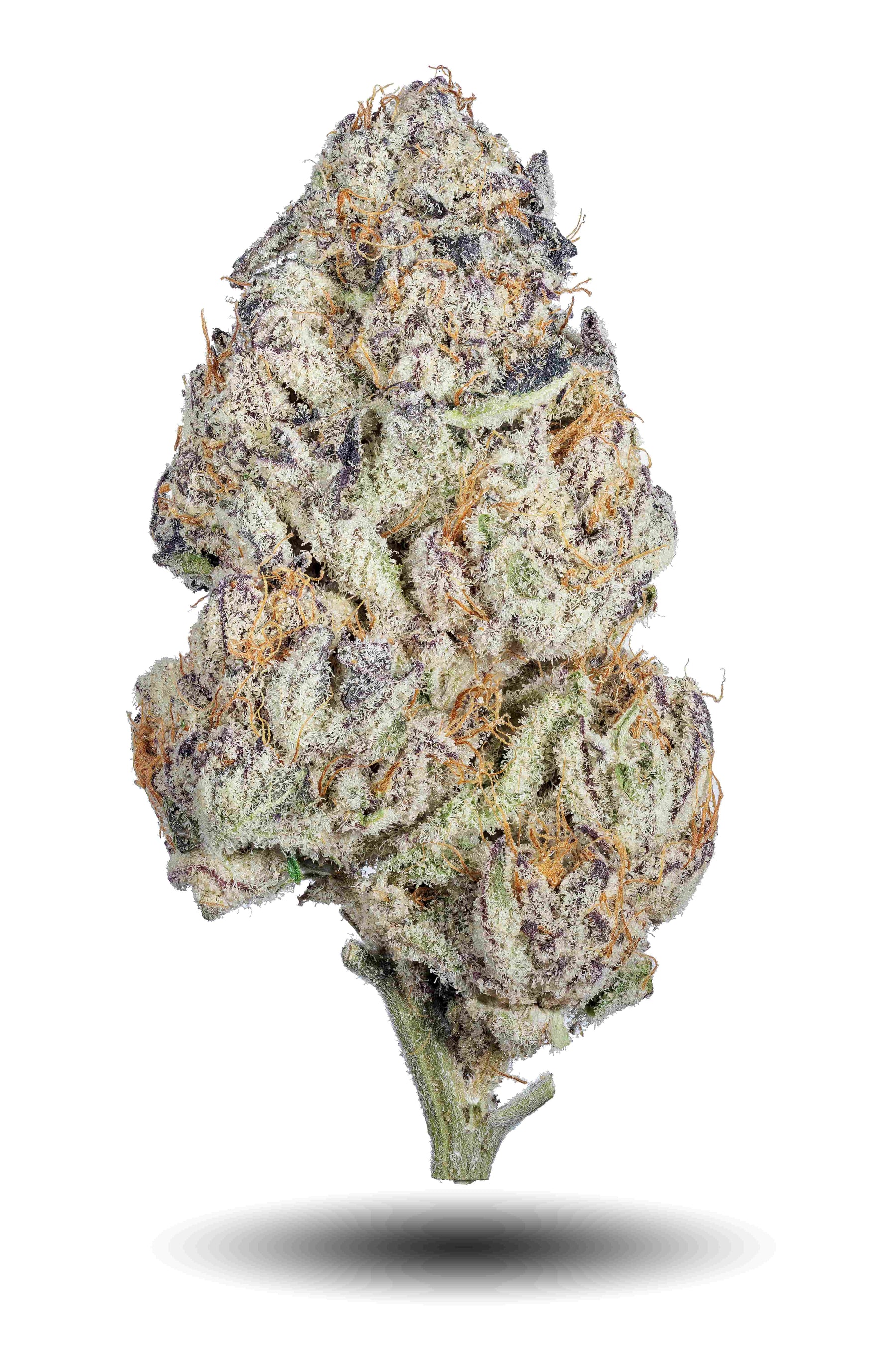Cannabis Black Friday Deals Florida