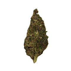Black Maple