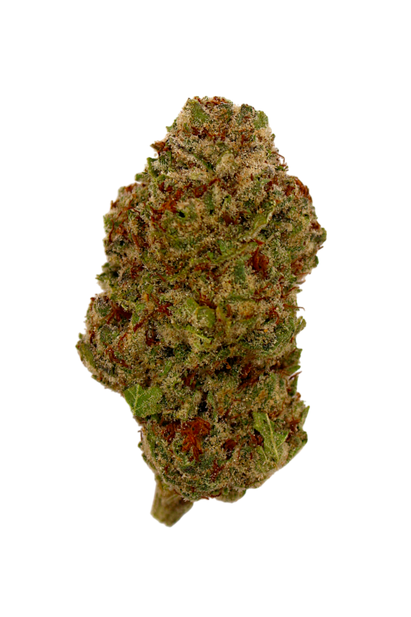 Close-up of a cannabis bud on a white background