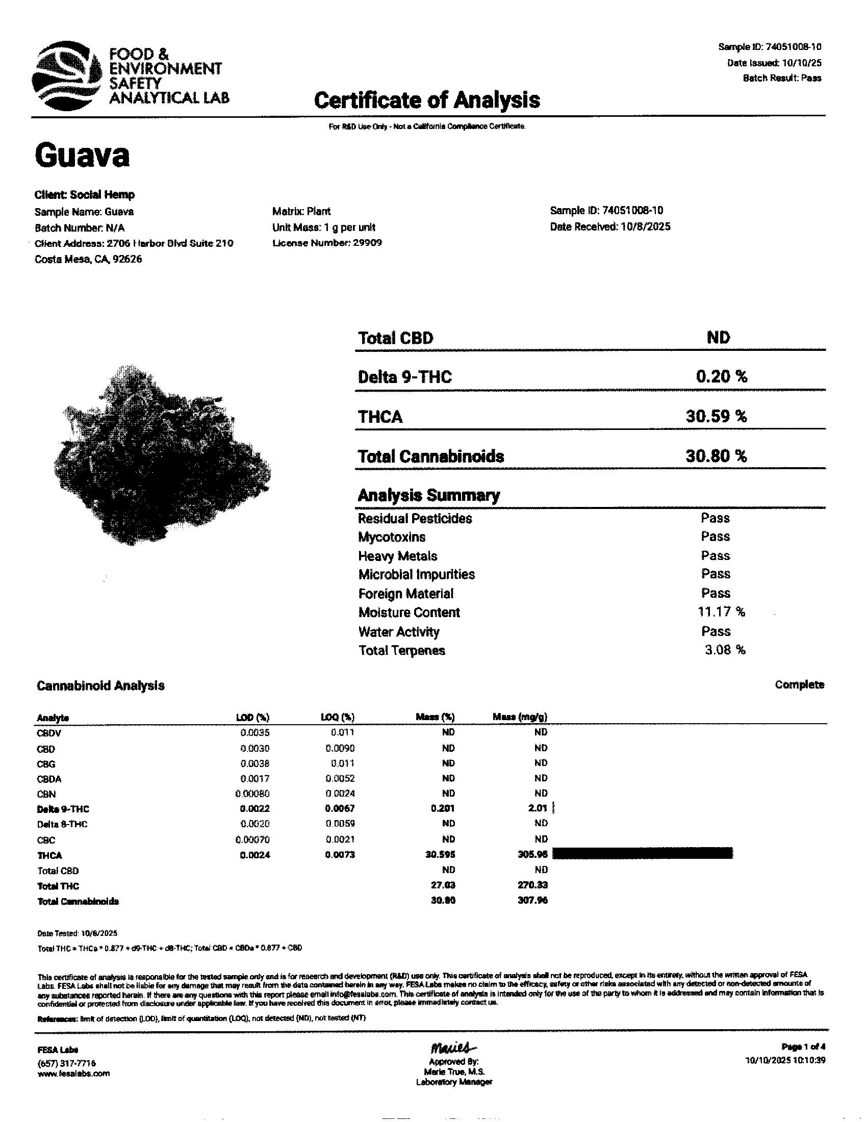 Guava