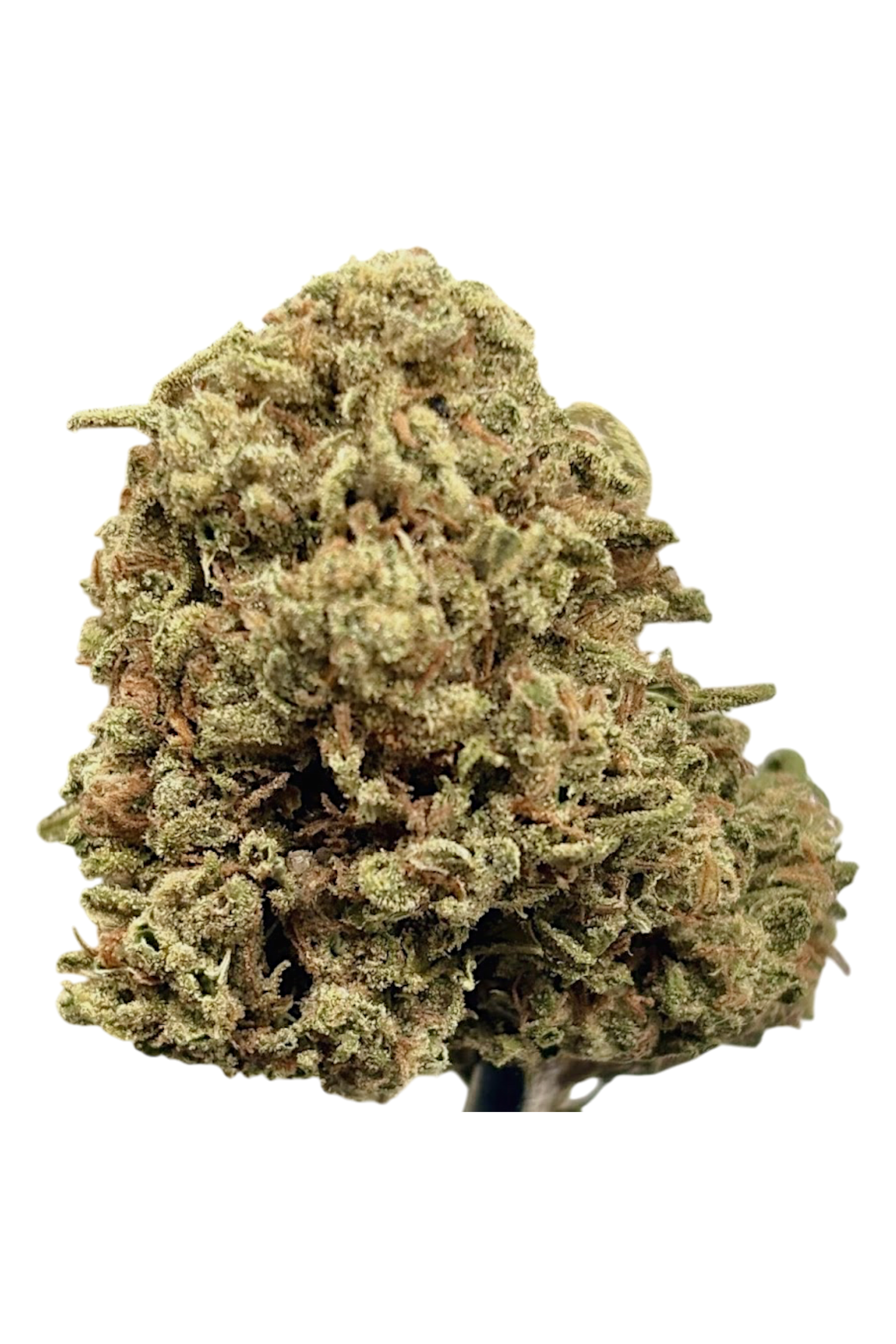 Close-up of a cannabis bud on a white background