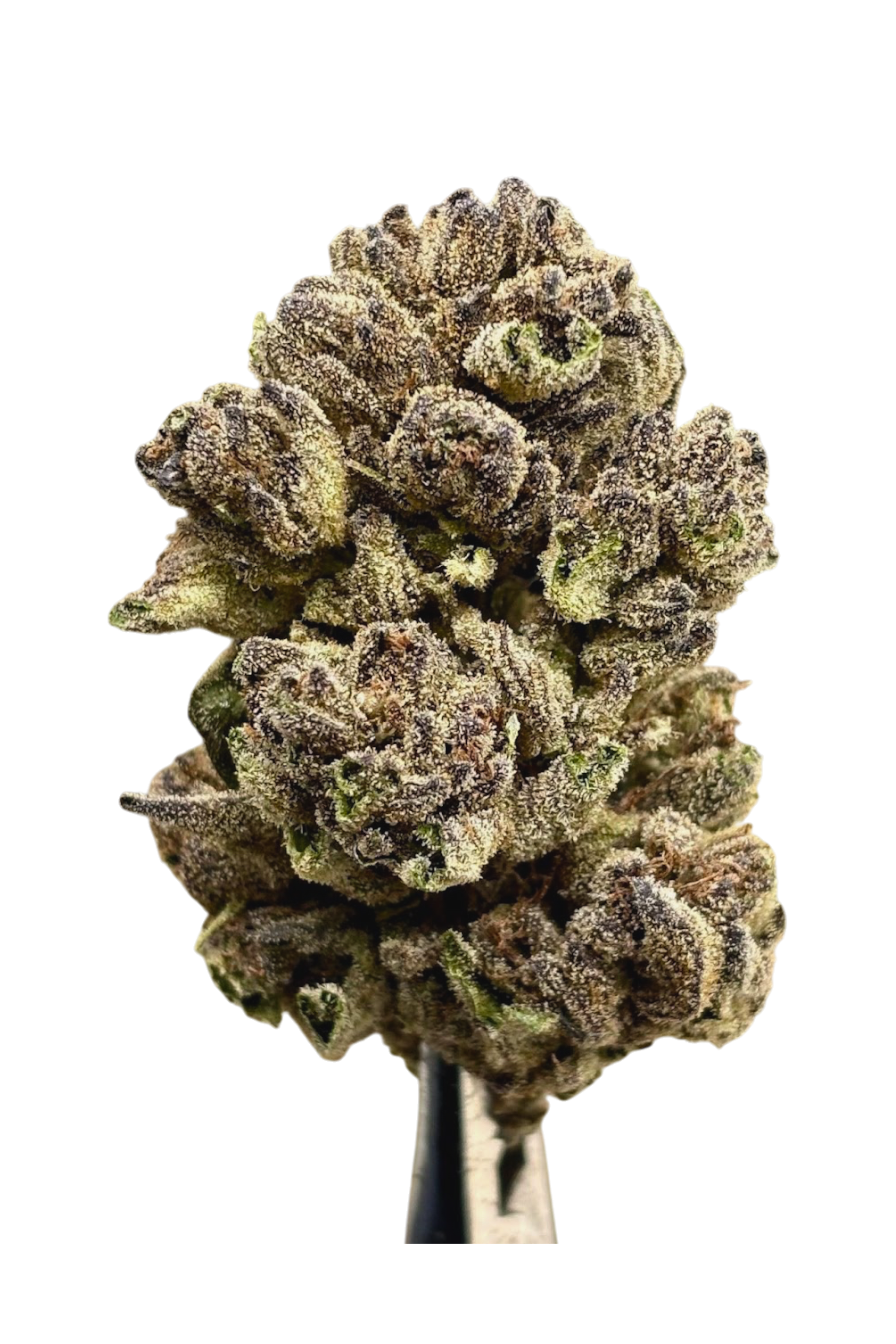 Close-up of a cannabis bud on a white background