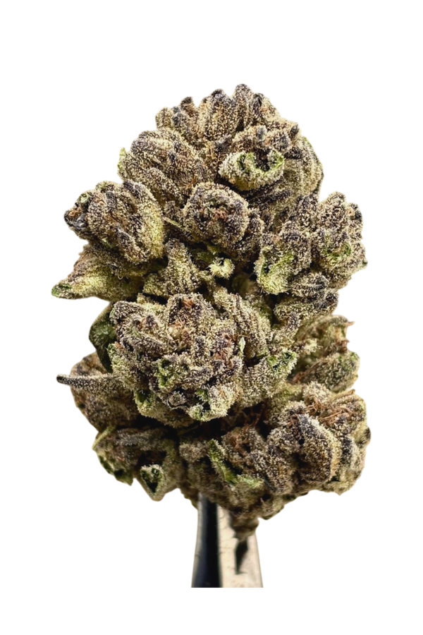 Close-up of a cannabis bud on a white background