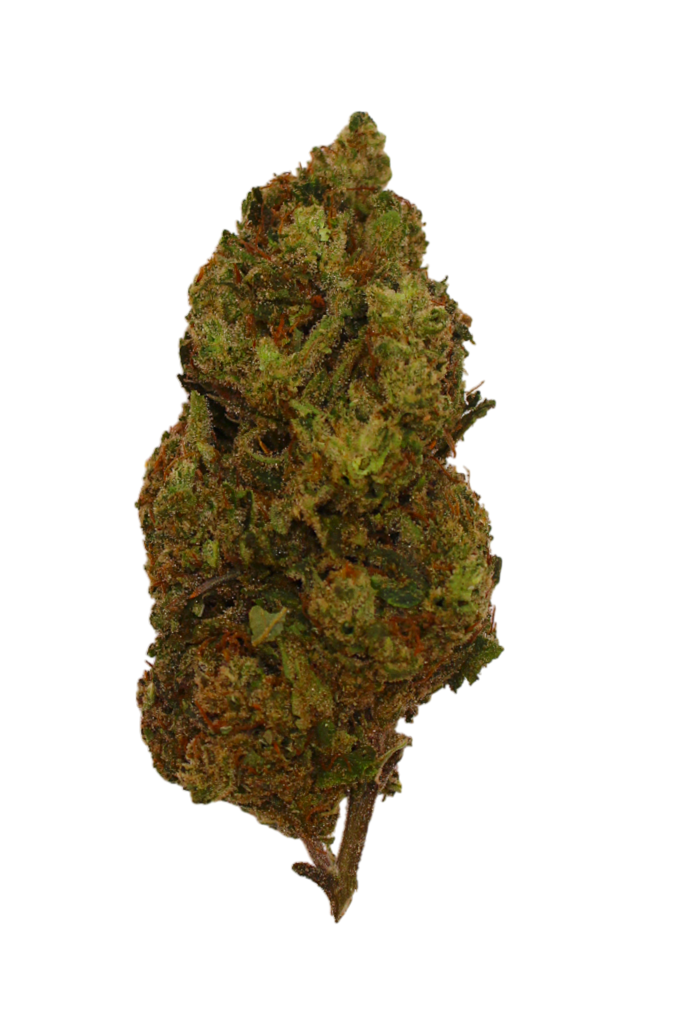 Close-up of a cannabis bud on a white background