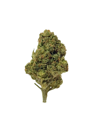 black widow thca nug with frosty terrines showing from greenhouse girls 