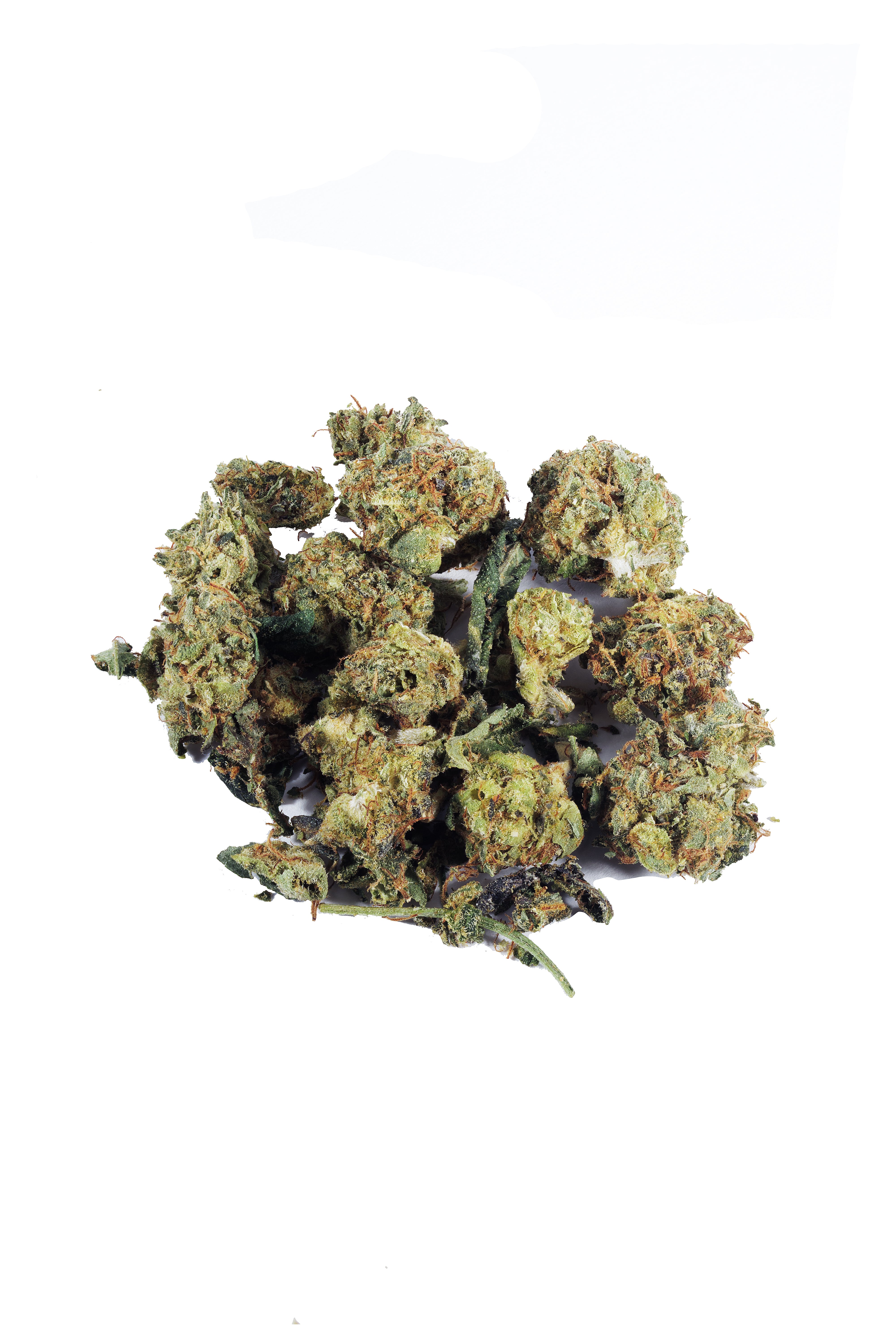 Cereal Milk THCa Shake Hybrid