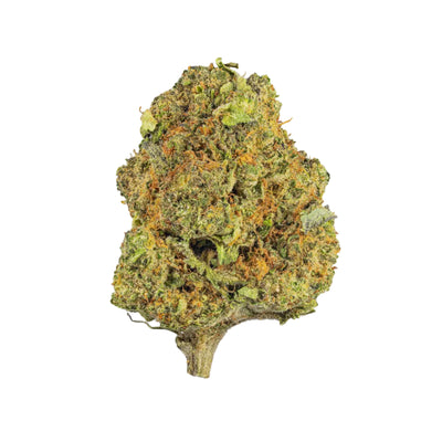 Greenhouse Girls Bacio Gelato THCa indica flower bud with dense green leaves and vibrant orange pistils.