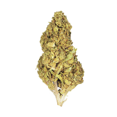 Greenhouse Girls Banana Punch hybrid THCa flower bud with dense green foliage and orange pistils on white background