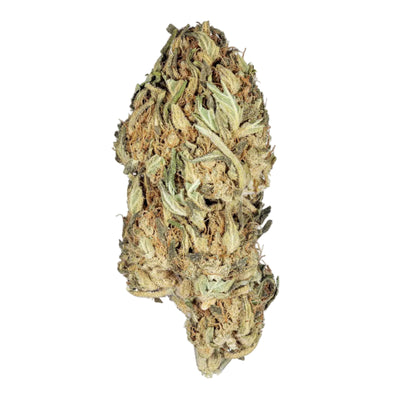 Greenhouse Girls Guava hybrid THCa flower bud with green and orange trichome-covered leaves on a white background.