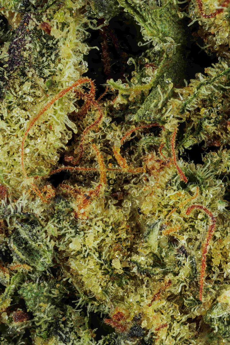 Greenhouse Girls Shadow Cake THCa hybrid flower macro shot showing dense green buds with orange pistils and trichomes