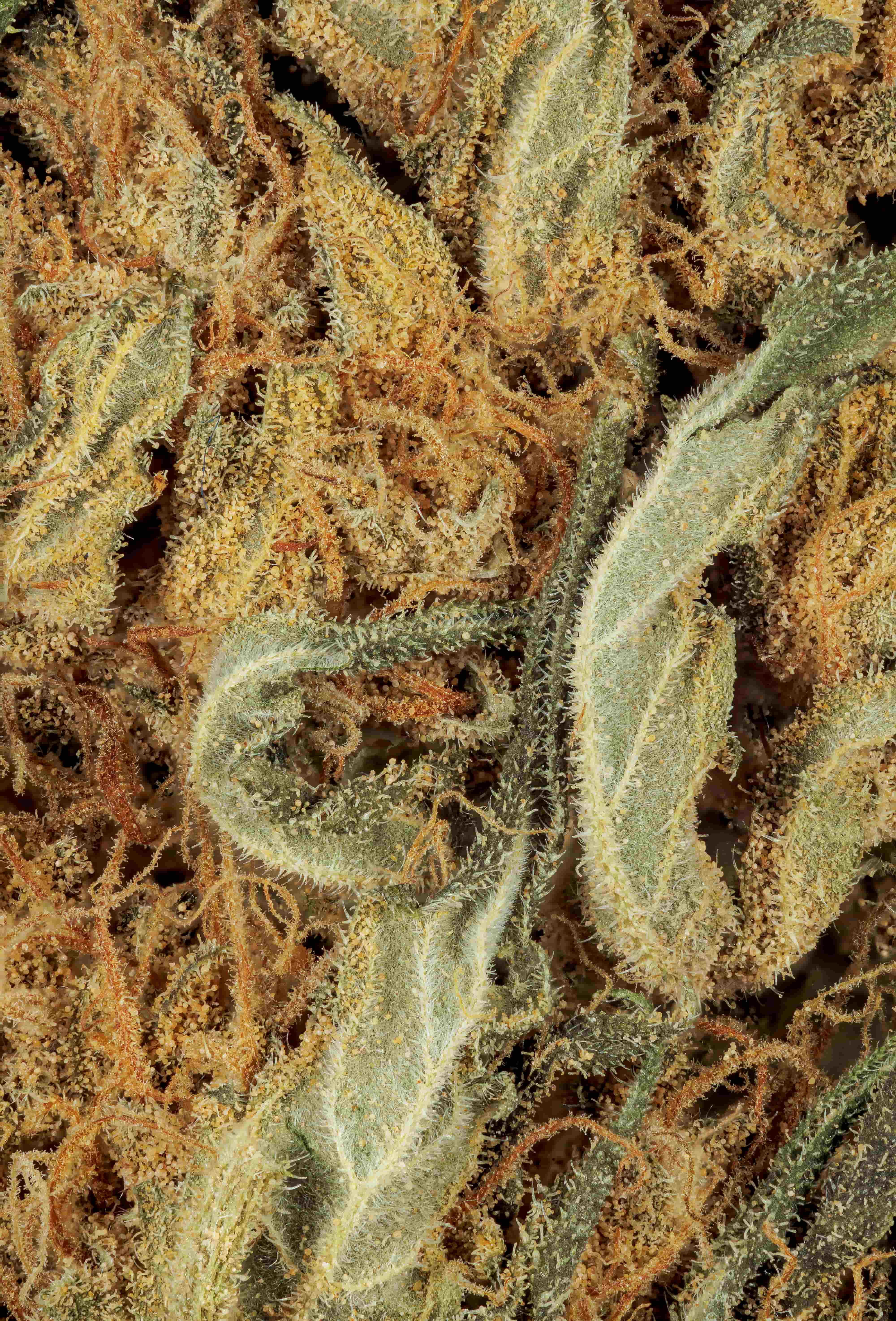 Guava THCa Shake Hybrid