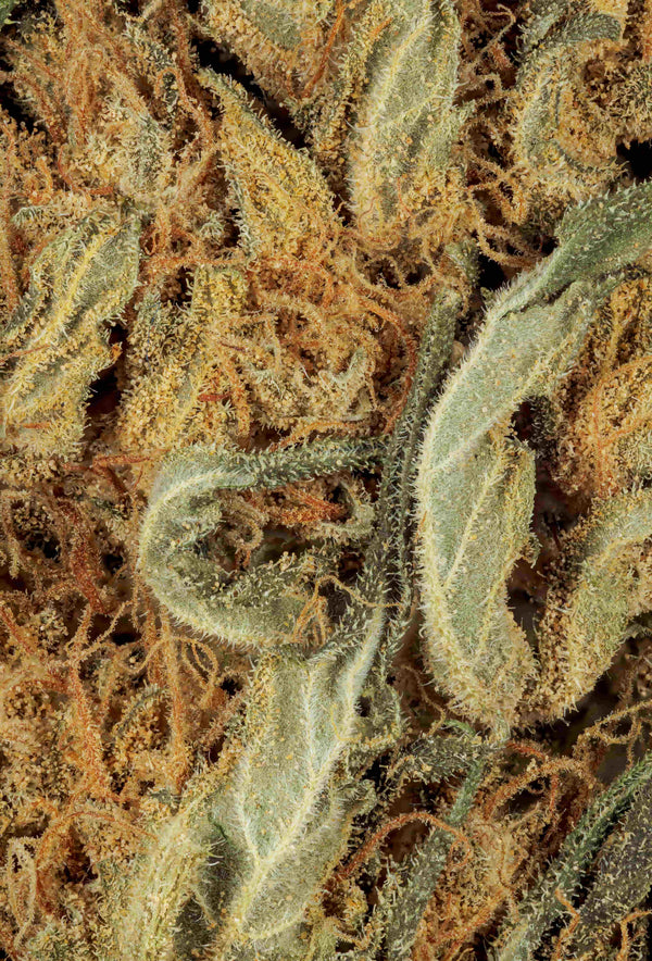 Guava THCa Shake Hybrid