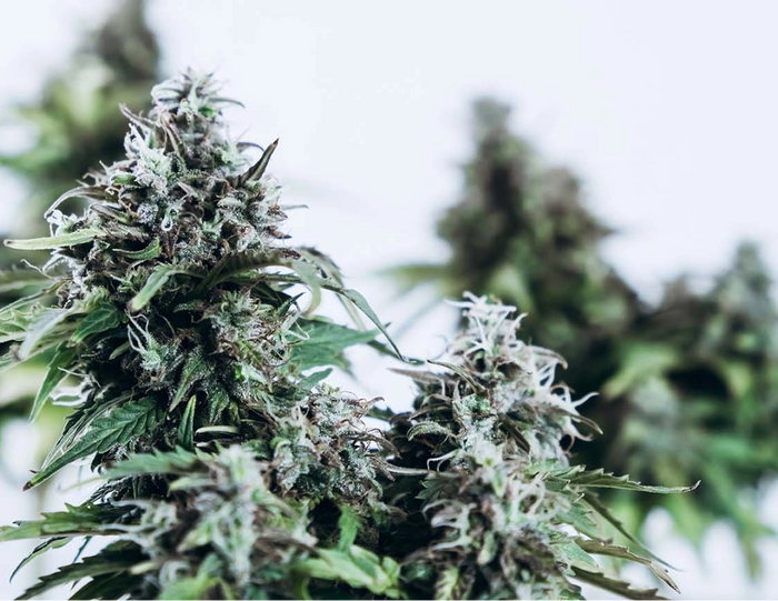 Terpenes