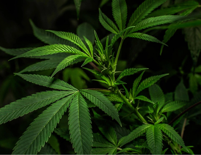 Natural Cannabinoids