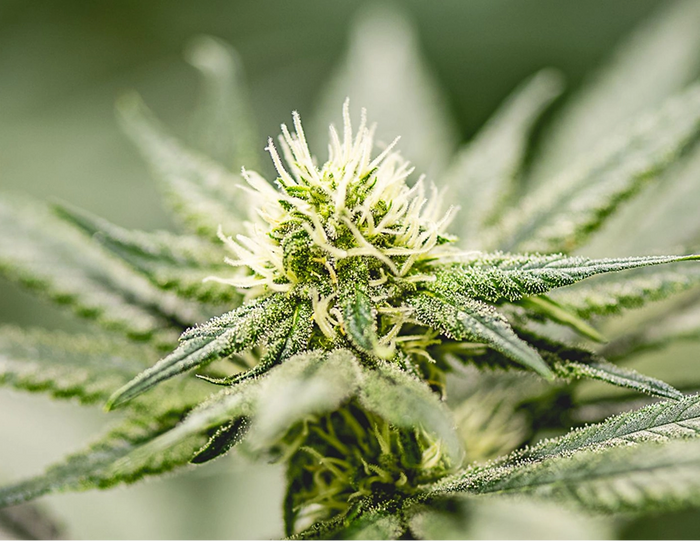 Premium Hemp Flower