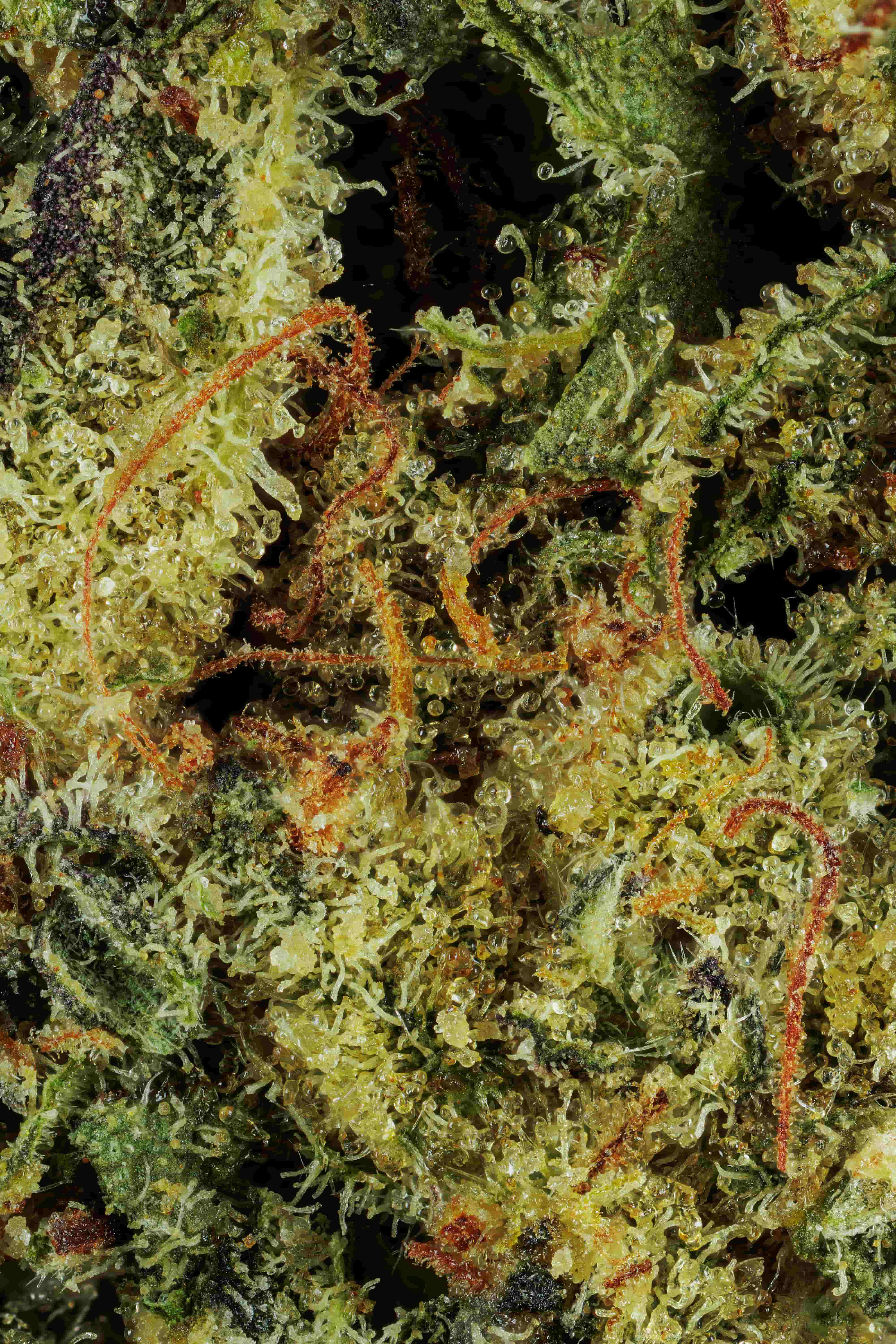 Shadow Cake Hybrid THCa Flower